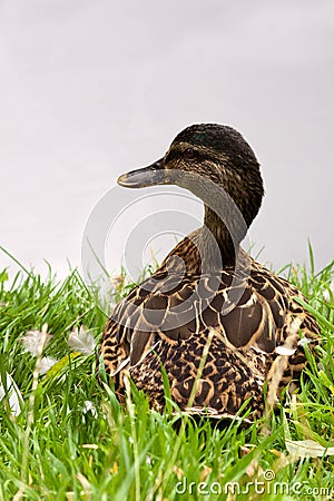Sitting Duck Royalty Free Stock Photography - 