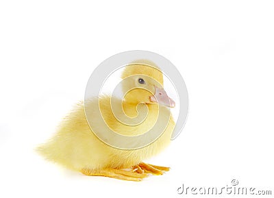 Sitting Duck Stock Image - Image: 4167141