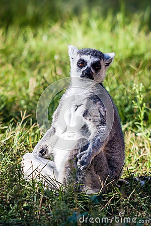 Sitting lemur