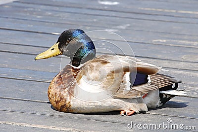 Sitting mallard duck
