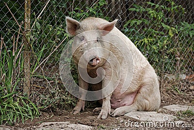 Sitting Pig