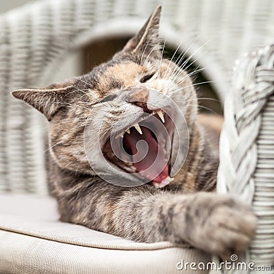 Sitting Tortoiseshell-Tabby Cat Yawning