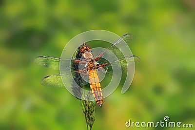Sitting yellow and brown striped dragon fly