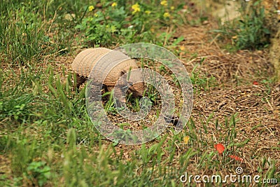 Six-banded armadillo