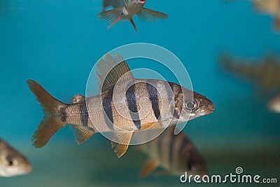 Six-barred Distichodus fish