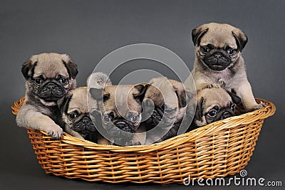 Six pug puppies.