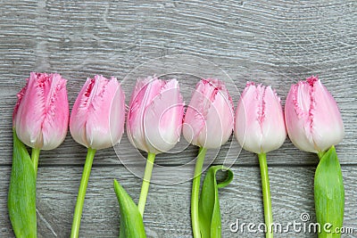 Six tulips on a row