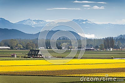 Skagit Valley Daffodil Field.