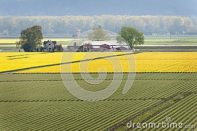 Skagit Valley Daffodil Field.