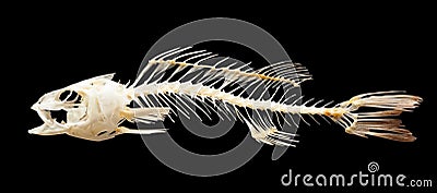 Skeleton of fish. Isolated over black