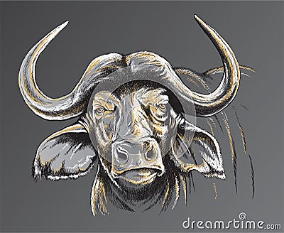 Sketch of an African Buffalo s face
