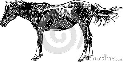 Sketch of horse