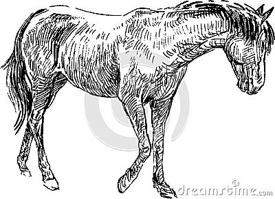 Sketch of horse