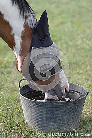 Skewbald Horse in a Fly Mask, Drinking Water