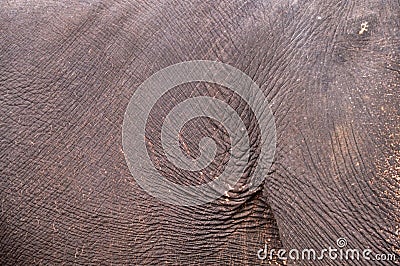 Skin elephant