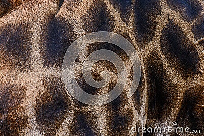 Skin of Giraffe