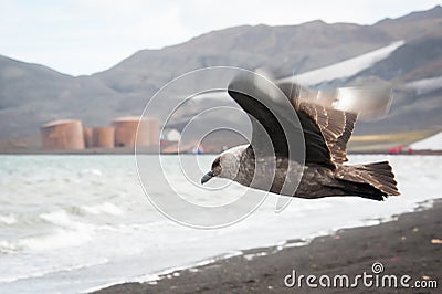 Skuas flying on Deception island