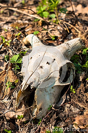 Skull of a dead animal with horns in forest