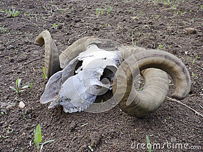 Skull and horns