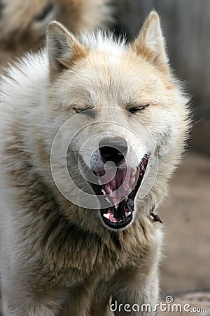 Sled dog barking loudly in Ilulissat