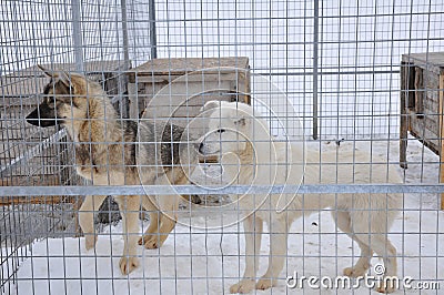 Sledge dogs in cage