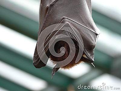 Sleeping bat