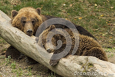 Sleeping bear cub
