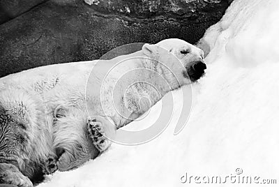 Sleeping bear portrait. Black and white photo.