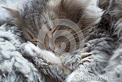 Sleeping cat