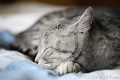 Sleeping cat