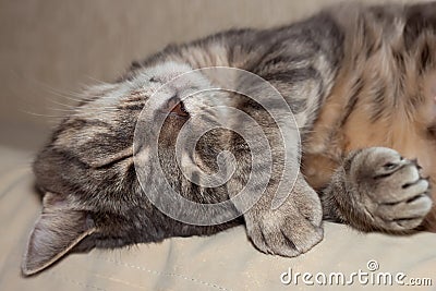 Sleeping cat