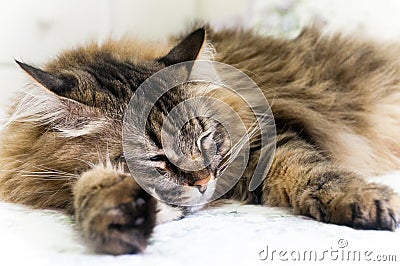 Sleeping cat