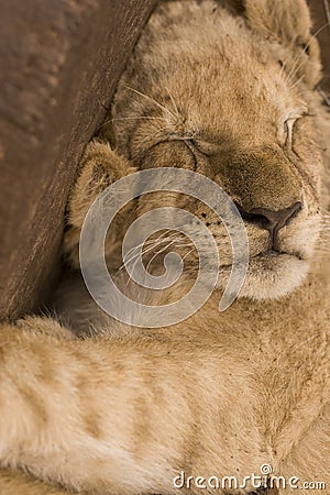 Sleeping cute lion cub