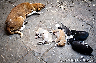 Sleeping Dogs