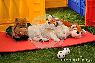 Sleeping golden retriever puppy with toys