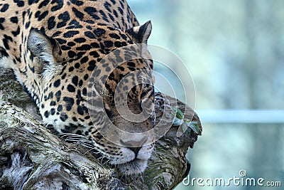 Sleeping jaguar