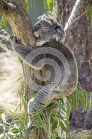 Sleeping koala hugging a tree in Phillip island wi