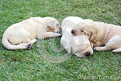 Sleeping labrador puppies on green grass - three weeks old.