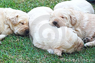 Sleeping labrador puppies on green grass - three weeks old.