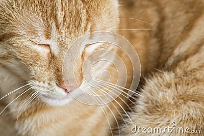 Sleeping orange cat