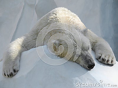 Sleeping polar bear