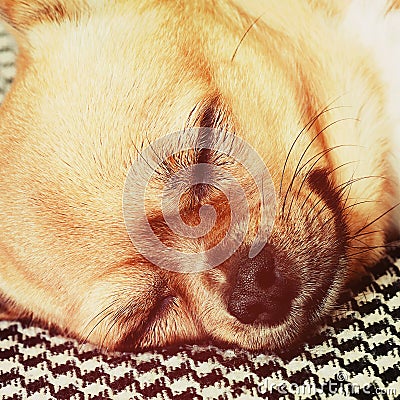 Sleeping Red Chihuahua Dog on Shemagh Pattern Background.