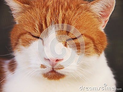 Red and white cat, sleeping, (13)