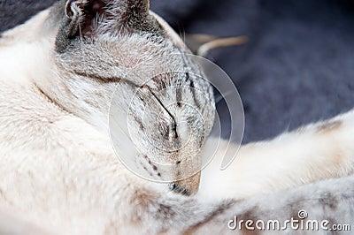 Sleeping Siamese cat