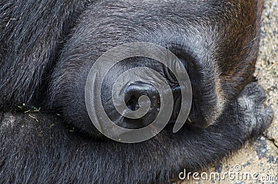 Sleeping silverback gorilla profile