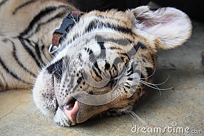 Sleeping Tiger Cub
