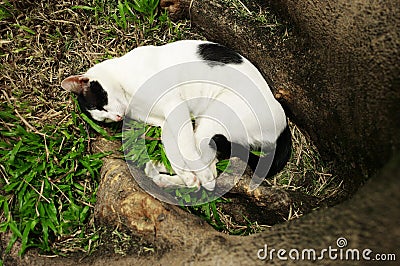 Sleepy cat in garden