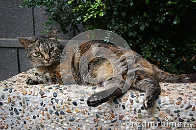 A sleepy cat lies on the stone