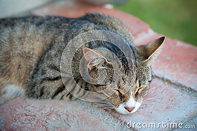 Sleepy cat on the stairs