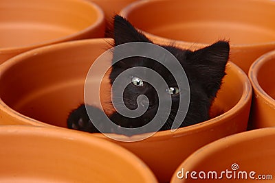 Sleepy Cute Kitten Inside a Clay Pot